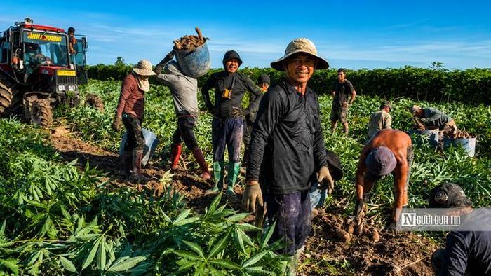 Giữa cánh đồng rộng lớn, những nụ cười rạng rỡ của người nông dân phần nào xua tan những nhọc nhằn sau nhiều tháng bám ruộng. Mỗi củ khoai được đưa lên khỏi mặt đất là kết quả của biết bao ngày nắng gió và sự cần cù.