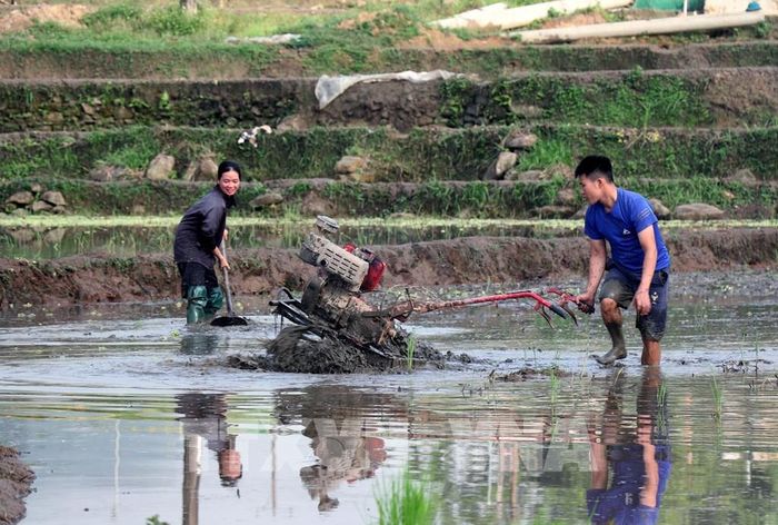 Tiếng máy cày vang khắp cánh đồng, hòa cùng nhịp lao động hối hả, báo hiệu một mùa vụ mới bắt đầu. Ảnh: Đức Thọ - TTXVN