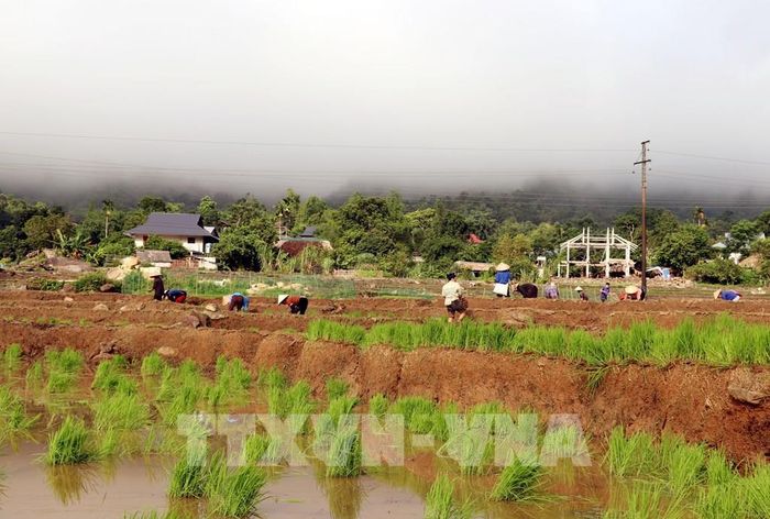 Giữa khung cảnh núi rừng hùng vĩ, người dân vùng biên Thanh Thủy (Tuyên Quang) rộn ràng xuống đồng cấy lúa vụ mùa. Ảnh: Đức Thọ - TTXVN