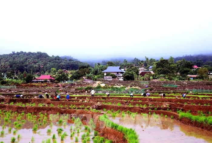 Giữa khung cảnh núi rừng hùng vĩ, người dân vùng biên Thanh Thủy (Tuyên Quang) rộn ràng xuống đồng cấy lúa vụ mùa. Ảnh: Đức Thọ - TTXVN