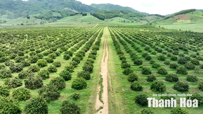 Vùng trồng vải ngọc của Công ty TNHH Nông nghiệp công nghệ cao Hồ Gươm - Sông Âm.