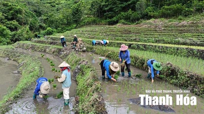Nơi triền núi, bà con đồng bào Mông trồng lúa để cuộc sống đủ đầy, đồng thời giữ gìn từng tấc đất biên cương.