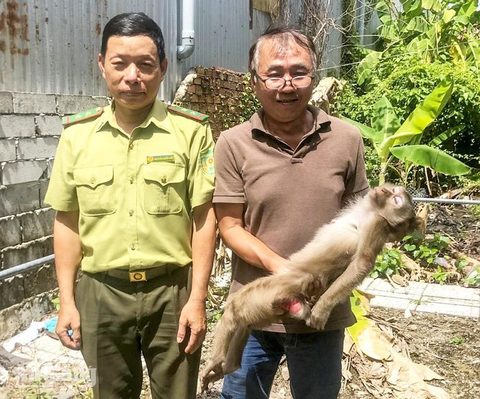 Lực lượng kiểm lâm tiếp nhận cá thể khỉ đuôi lợn do người dân tự nguyện giao nộp.