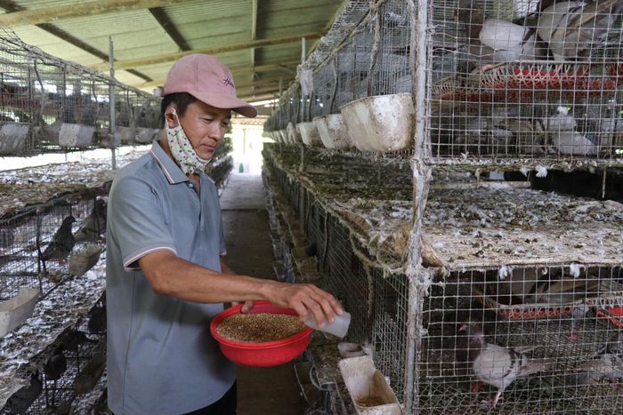 Mô hình nuôi bồ câu khép kín giúp ông Nguyễn Văn Lai thu lãi hơn 200 triệu đồng mỗi năm. Ảnh: HỮU ANH