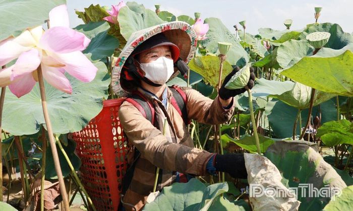 Liên kết giữa nông dân, hợp tác xã và doanh nghiệp trong xây dựng vùng nguyên liệu được xem là giải pháp quan trọng để phát triển bền vững ngành hàng sen Đồng Tháp.