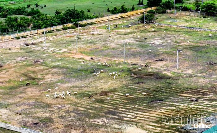 Trạm Nghiên cứu, thực nghiệm và nhân giống dê, cừu Ninh Thuận rộng hơn 50ha nhưng chỉ hoạt động cầm chừng.