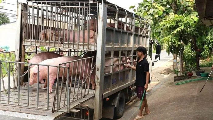 Phương tiện vận chuyển lợn không bảo đảm yêu cầu về vệ sinh thú y trong quá trình lưu thông.
