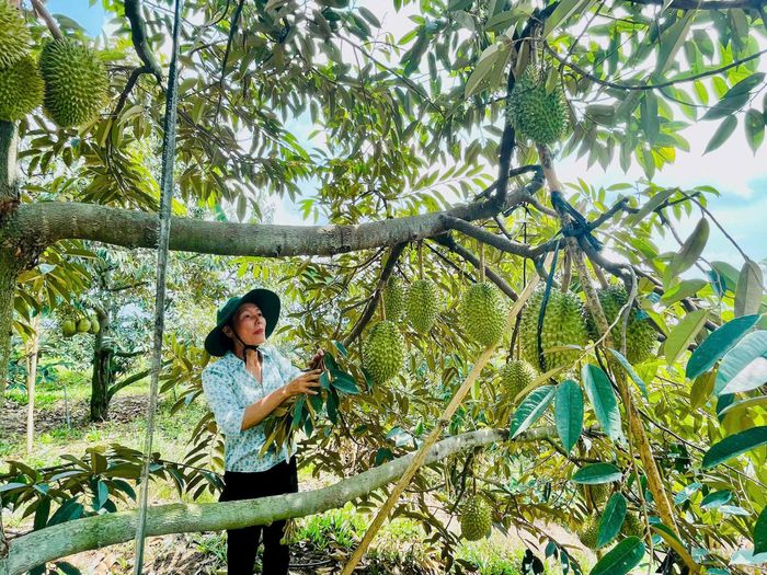 Sầu riêng Đa Mi giúp người dân nâng cao thu nhập cải thiện kinh tế
