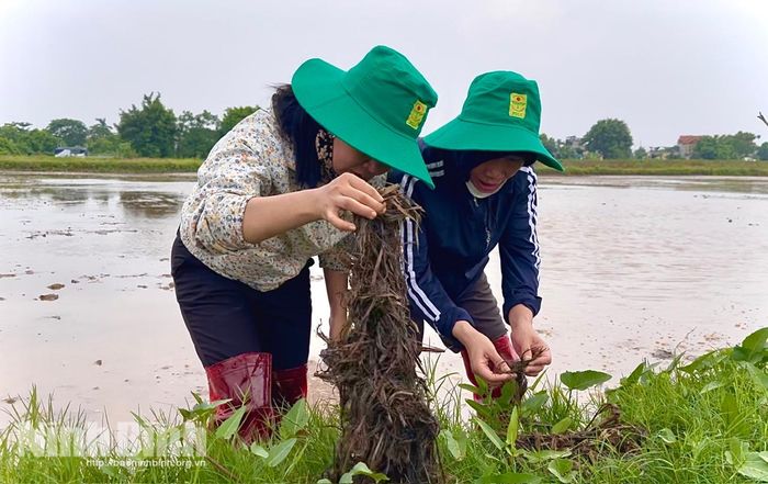 Chuyên viên Phòng Bảo vệ thực vật (Chi cục Trồng trọt và Bảo vệ thực vật tỉnh) kiểm tra, so sánh độ hoai mục của gốc rạ sau khi sử dụng chế phẩm vi sinh.