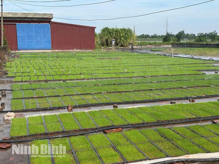 Phế phẩm của mùa thu hoạch trước trở thành nguồn sống, khởi đầu cho những vụ mùa bội thu kế tiếp.