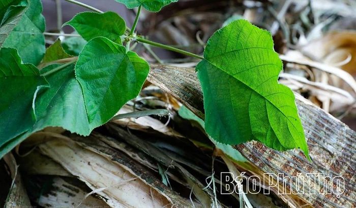 Các loại cây mọc trên rừng trở thành nguyên liệu tự nhiên làm nên giấy dó.