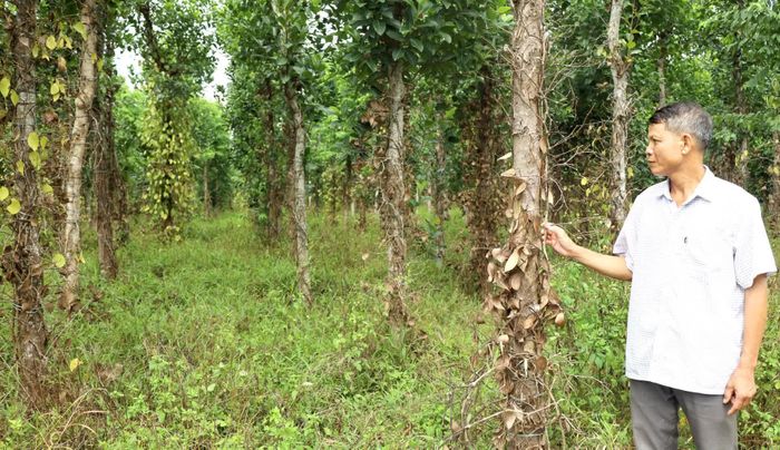 Ông Hồ Xuân Tuệ, Trưởng thôn Bắc Dinh, xã Nam Trạch cho biết, từ cuối năm 2025 đến nay, cây hồ tiêu của thôn Bắc Dinh chết hàng loạt, với tỉ lệ cây chết từ 40-60% - Ảnh V.M