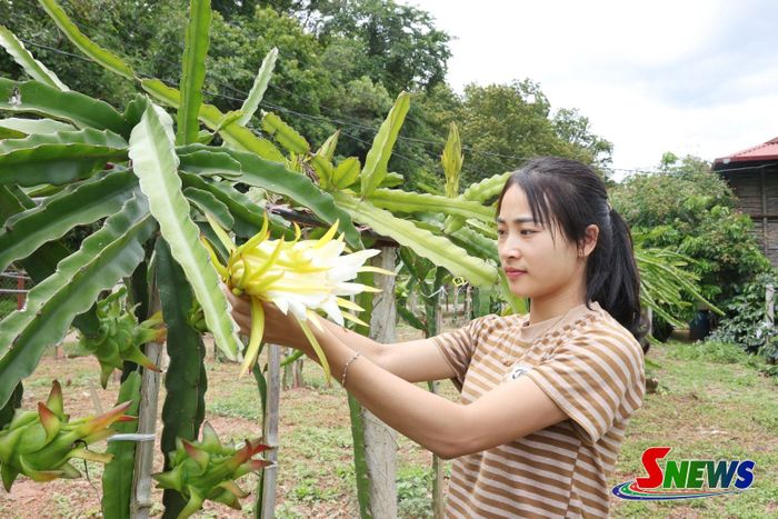 Mô hình trồng thanh long tại tiểu khu 8, xã Tà Hộc.