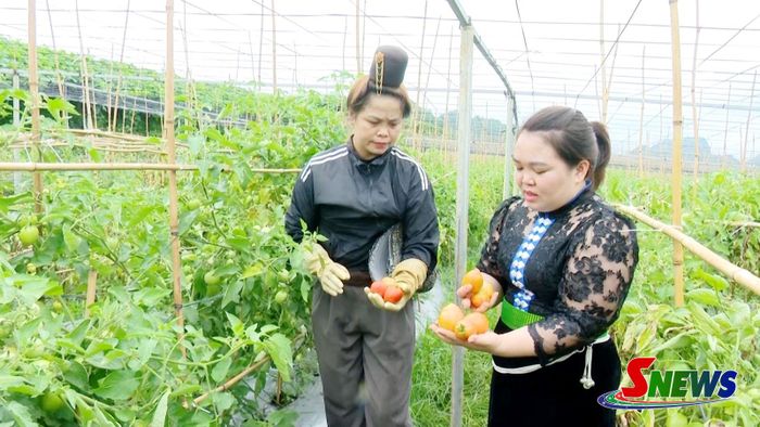 HTX Nông nghiệp 26-3 thu hoạch cà chua