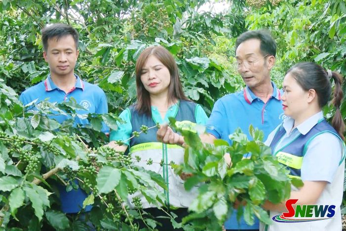 Hướng dẫn kỹ thuật chăm sóc cà phê cho các hộ thành viên của HTX Cà phê Bích Thao