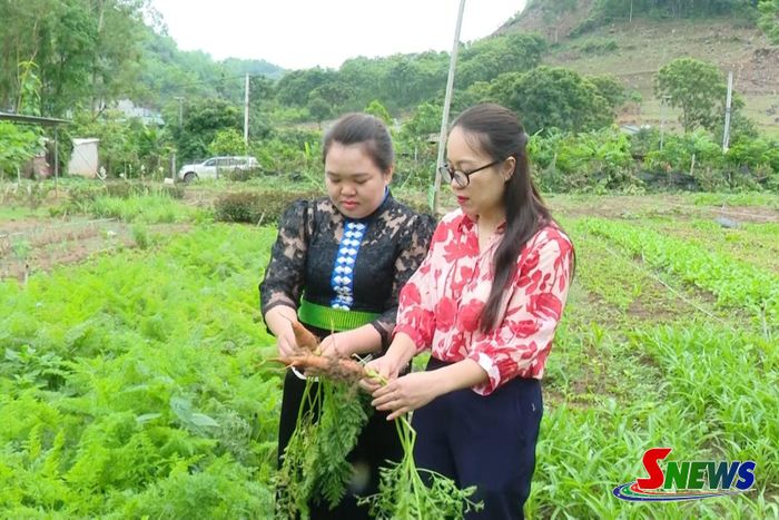 HTX Nông nghiệp 26-3 thu hoạch rau củ