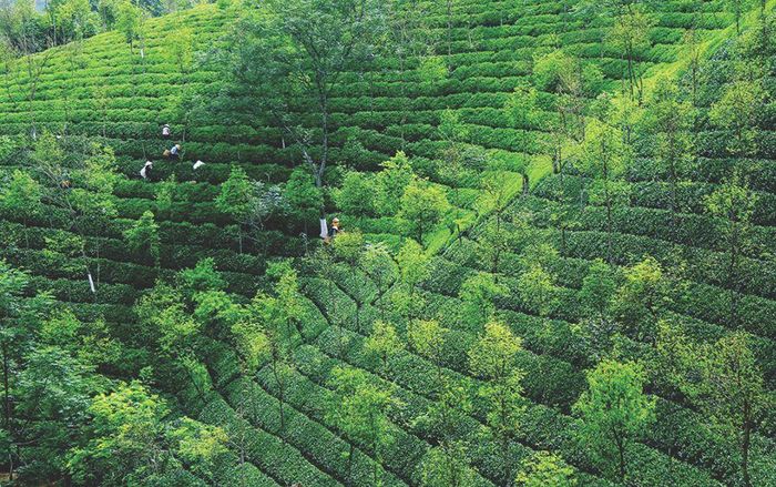 Thái Nguyên Xanh. Ảnh: Khánh Vân