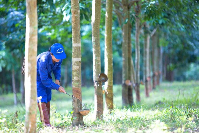 Cây cao su là sản phẩm chủ lực của Công ty Việt Trung Quảng Bình đạt tiêu chuẩn SVR, được sản xuất theo hệ thống quản lý chất lượng ISO 9001:2015