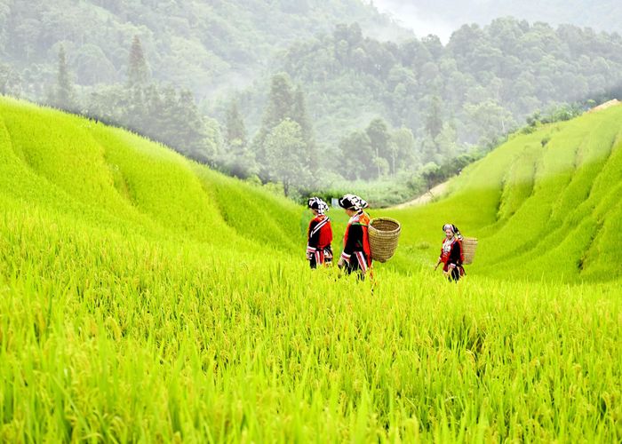 Hoạt động nông, lâm nghiệp và thủy sản vẫn giữ vai trò là nguồn sinh kế cơ bản của nhiều hộ dân. Ảnh: Minh Ty