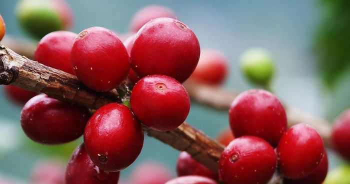 Giá cà phê điều chỉnh giảm ở các vùng trồng.