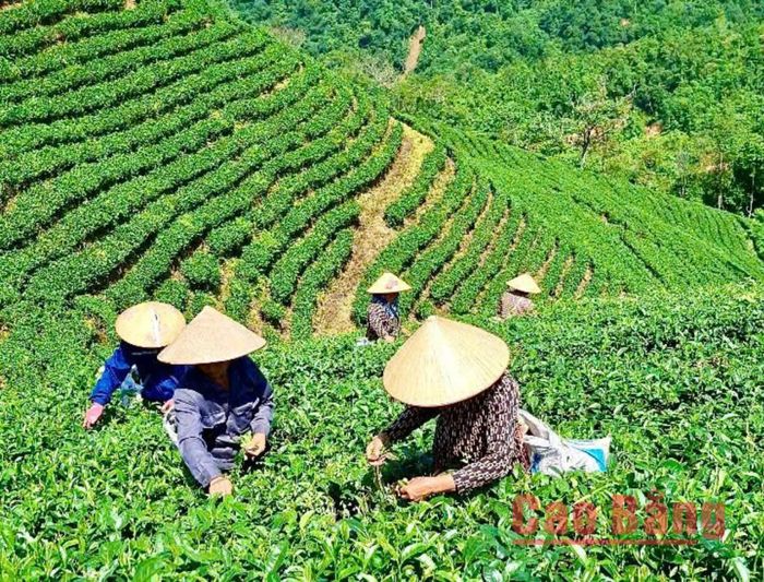 Cơ sở Nhất Hạnh, xóm Nà Roác 2, xã Bạch Đằng hiện có hơn 6 ha chè với các giống chè Kim Tuyến và Thanh Tâm chất lượng cao, sản lượng bình quân mỗi năm đạt hơn 11 tấn búp tươi.