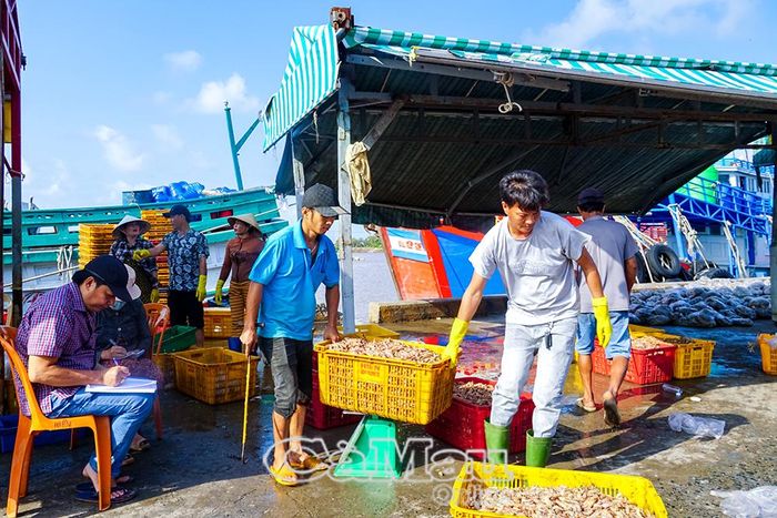 Không khí lao động nhộn nhịp tại Cảng cá Gành Hào.