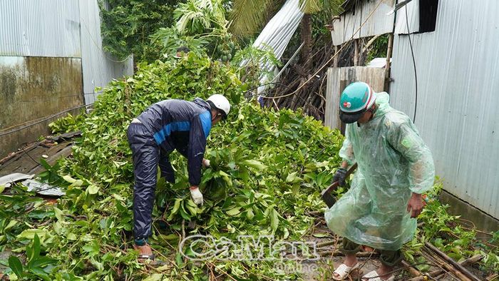 Thu dọn cây xanh bị bật gốc, ngã đổ sau trận mưa dông kèm lốc xoáy.