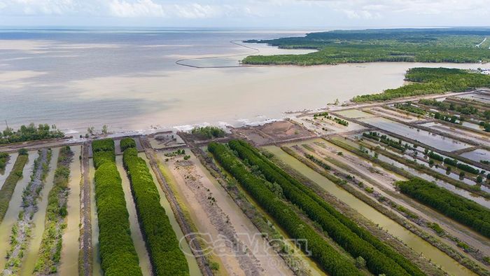 Sóng biển đã “nuốt chửng” dãy rừng phòng hộ gần 100 m và đang tiếp tục cuốn đất sản xuất của khoảng 15 hộ dân tại ấp Mai Hoa, xã Tân Tiến, tỉnh Cà Mau.