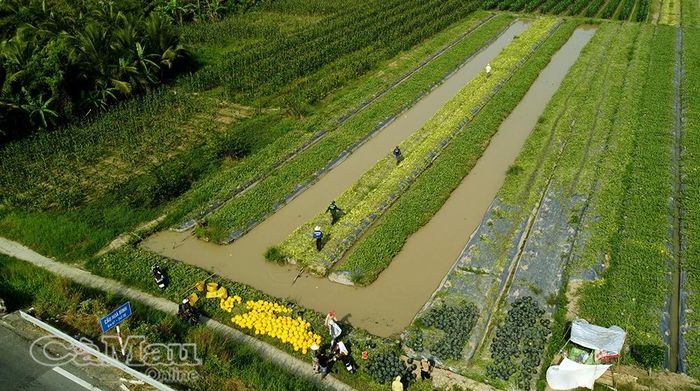  Nông nghiệp xã Phước Long phát triển thông qua đẩy mạnh ứng dụng chuyển đổi số vào sản xuất.