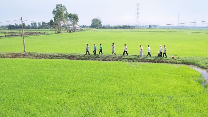 Ông Trầm Văn Thậm (Hai Thậm) cùng cán bộ kỹ thuật và nông dân tham quan cánh đồng lúa áp dụng giải pháp "Hành trình Xanh - Đất khỏe, cây trồng khỏe" tại vùng ven sông Vàm Cỏ, tỉnh Tây Ninh.