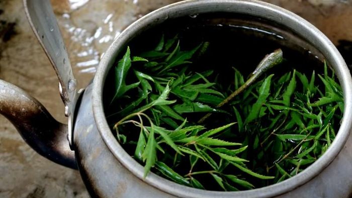 Nước lá đinh lăng có nhiều lợi ích. Ảnh minh họa.