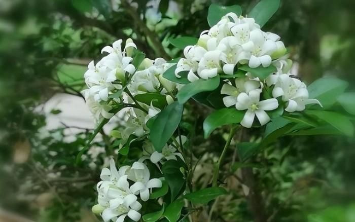Để phát huy tối đa cả về thẩm mỹ lẫn phong thủy, bạn nên lựa chọn vị trí trồng hợp lý. Ảnh minh họa.