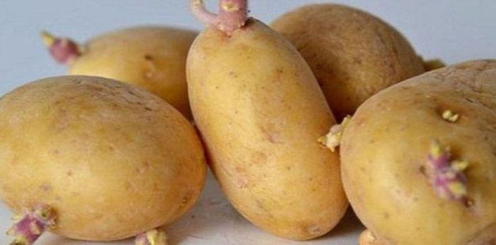 Khoai tây bảo quản không đúng cách rất dễ mọc mầm hoặc phần vỏ chuyển sang màu xanh. Ảnh minh họa