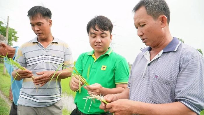 Ông Trầm Văn Thậm (bìa phải) cùng cán bộ kỹ thuật đánh giá bộ rễ và khả năng sinh trưởng của lúa sau 22 ngày sử dụng giải pháp bón lót Bio-Canxi.