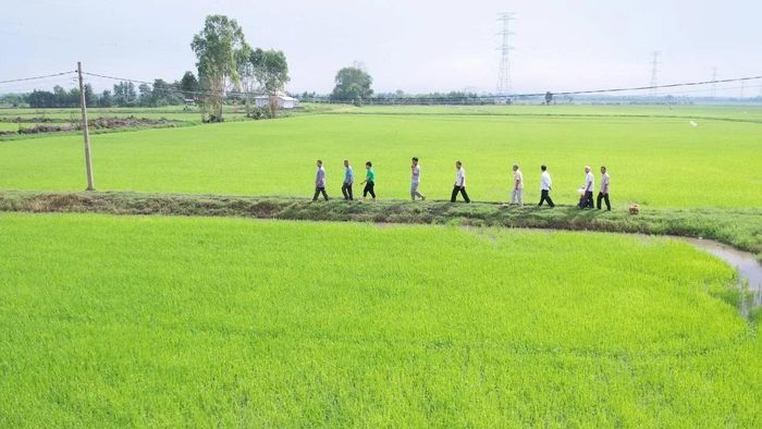 Ông Trầm Văn Thậm (Hai Thậm) cùng cán bộ kỹ thuật và nông dân tham quan cánh đồng lúa áp dụng giải pháp "Hành trình Xanh - Đất khỏe, cây trồng khỏe" tại vùng ven sông Vàm Cỏ, tỉnh Tây Ninh.