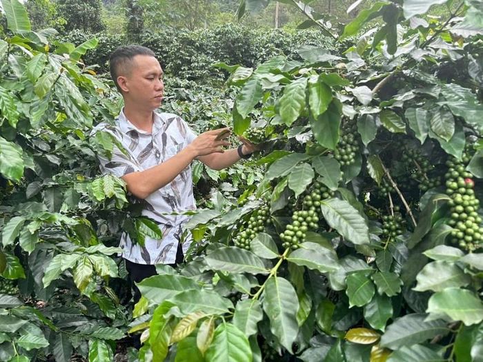 Những diện tích cây trồng già cỗi, kém hiệu quả dần được thay thế bằng các loại cây lâu năm có giá trị kinh tế vượt trội, phù hợp với đặc thù khí hậu và thổ nhưỡng của vùng cao.