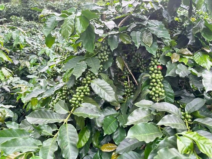 Quài Tở hiện sở hữu diện tích ấn tượng với hơn 1.600ha cà phê, hơn 1.200ha mắc ca và hơn 121ha cây ăn quả các loại. Bên cạnh đó, việc phát triển kinh tế dưới tán rừng cũng được chú trọng với khoảng 242ha2 diện tích trồng cây dược liệu quý, tạo nên một mô hình mẫu điển hình cho sự phát triển đa dạng.