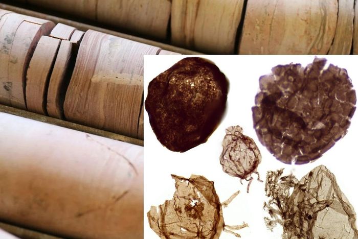 Các mẫu lõi đá trầm tích và các sinh vật kỳ dị được tìm thấy bên trong chúng, dưới dạng hóa thạch - Ảnh: CƠ QUAN KHẢO SÁT ĐỊA CHẤT LÃNH THỔ BẮC ÚC