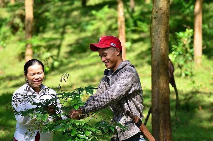 Mô hình trồng dược liệu kết hợp tạo tín chỉ carbon là giải pháp canh tác đa tầng, mang lại lợi ích kép.