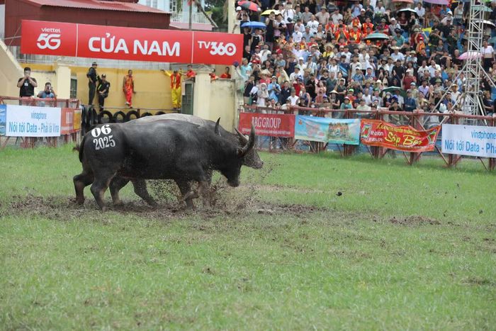 Trâu số 06 của ông Đinh Đình Phú (phường Đồ Sơn) vô địch lễ hội chọi trâu năm 2025. Ảnh: VC.