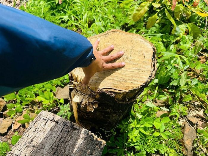 Một cây rừng có đường kính lớn bị cưa hạ tại hiện trường phá rừng ở xã Ea Kiết, tỉnh Đắk Lắk