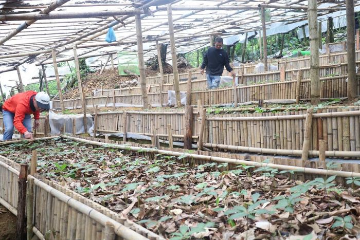 Tre, nứa, tầm vông và bạt hữu cơ tự phân hủy được Công ty sâm Việt Linh đưa vào sử dụng từ năm 2025.