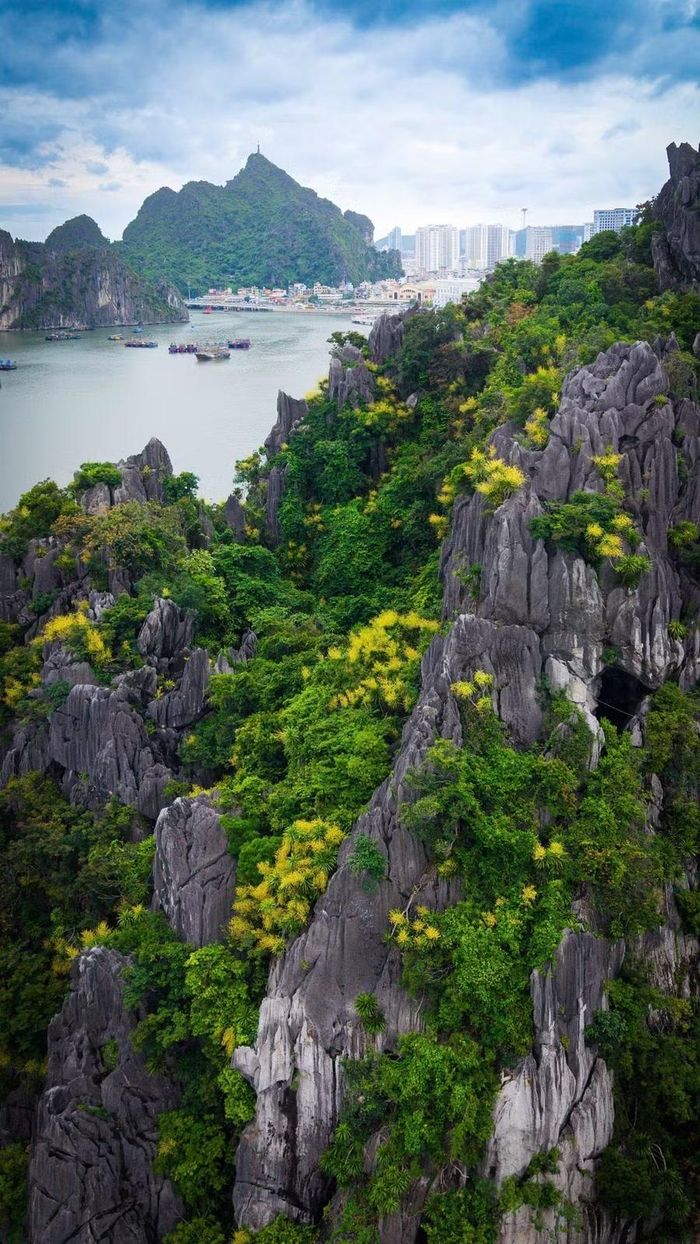 Hoa phất dụ nở trên núi đá.