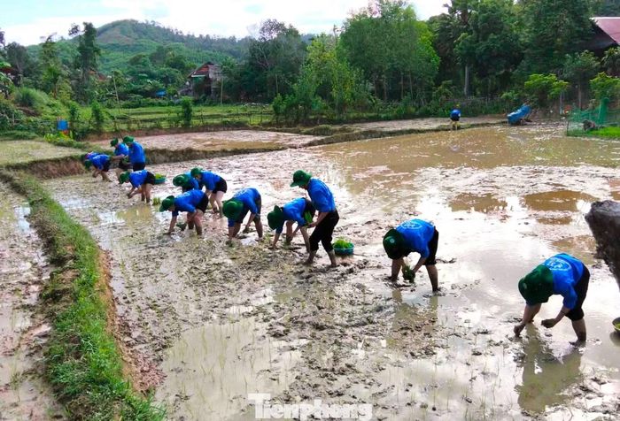 Dưới cái nắng mùa hè, những đôi bàn tay còn bỡ ngỡ dần trở nên thành thạo, từng hàng lúa xanh được cấy ngay ngắn, góp phần san sẻ phần nào công việc đồng áng với bà con.