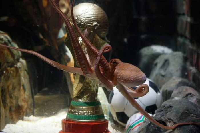 Paul dự đoán chính xác mọi trận đấu tham gia ở World Cup 2010.