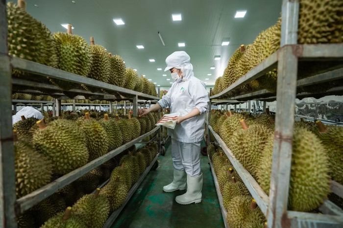 Để sầu riêng xuất khẩu rộng đường vào Trung Quốc phải đáp ứng nhiều yêu cầu khắt khe của thị trường này