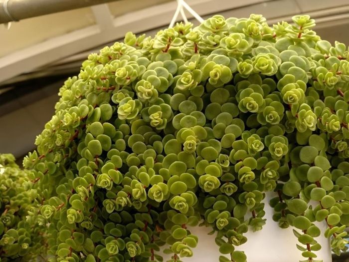 Sen đá đồng tiền với những chiếc lá nhỏ xinh như những đồng xu, mang ý nghĩa chiêu tài, đón lộc và may mắn trong phong thủy.
