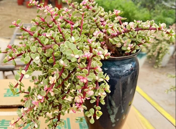 Sen đá đô la với lá xanh phủ phấn trắng như ánh bạc, vừa sang trọng vừa mang ý nghĩa chiêu tài, rước lộc.