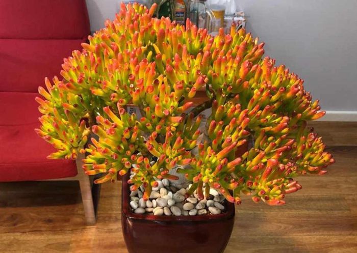 Sen đá ống điếu với các đốt lá xếp chồng lên nhau như những ống hút nhỏ, biểu tượng của sự thăng tiến và khả năng ‘hút’ tài lộc vào nhà.