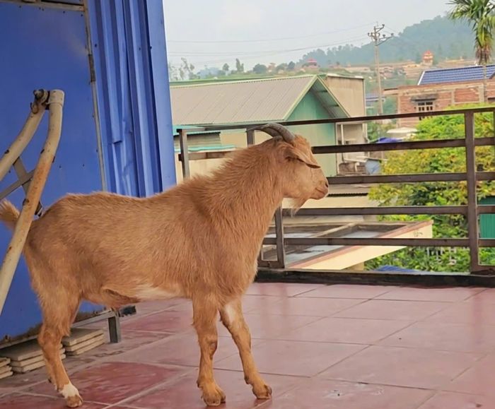 Chú dê thường trèo lên ban công, sân thượng chờ anh Thắng mỗi khi anh ra ngoài mà không thể đem mình theo cùng